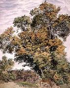 Thomas frederick collier Study of an Oak Tree oil painting picture wholesale